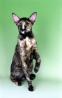 Picture of tortie Oriental Shorthair cat sitting on green background, one leg up