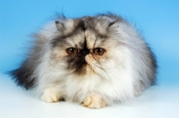 Picture of tortie shaded cameo persian cat