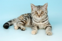 Picture of tortie silver tabby cat