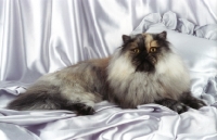Picture of tortie smoke persian cat, lying on pillow
