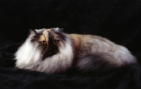 Picture of tortie smoke persian cat
