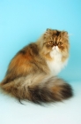 Picture of tortie tabby and white persian cat looking at camera