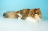 Picture of tortie tabby and white persian cat, lying down