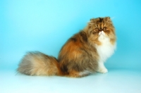 Picture of tortie tabby and white persian cat, sitting down