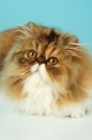 Picture of tortie tabby and white persian cat portrait