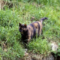 Picture of tortoiseshell  short hair cat in grass
