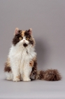 Picture of Tortoiseshell & White Selkirk Rex on grey background