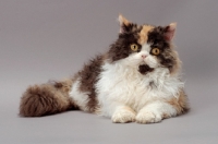 Picture of Tortoiseshell & White Selkirk Rex lying down