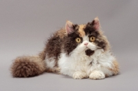 Picture of Tortoiseshell & White Selkirk Rex lying down on grey background
