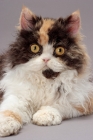 Picture of Tortoiseshell & White Selkirk Rex, portrait