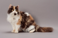 Picture of Tortoiseshell & White Selkirk Rex on grey background