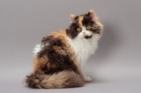 Picture of Tortoiseshell & White Selkirk Rex sitting on grey background