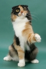 Picture of Tortoiseshell & White Scottish Fold, reaching with one leg up