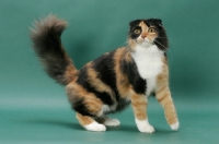 Picture of Tortoiseshell & White Scottish Fold, side view, jumping up