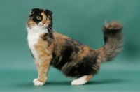 Picture of Tortoiseshell & White Scottish Fold, side view