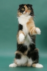 Picture of Tortoiseshell & White Scottish Fold, standing on hind legs