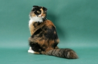 Picture of Tortoiseshell & White Scottish Fold