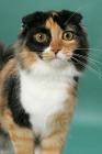 Picture of Tortoiseshell & White Scottish Fold, portrait