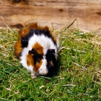 Picture of tortoiseshell and white abyssinian guinea pig in pen on grass