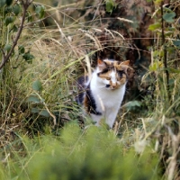 Picture of tortoiseshell and white cat, non pedigree, in long grass