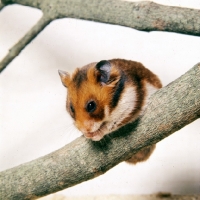 Picture of tortoiseshell and white golden hamster on branch holding food