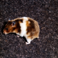 Picture of tortoiseshell and white hamster at percy parslow's hamster farm, 