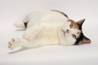 Picture of Tortoiseshell and White Manx cat, lying down