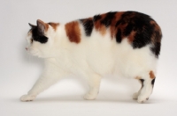 Picture of Tortoiseshell and White Manx cat, walking, side view