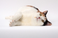 Picture of Tortoiseshell and White Manx cat, lying down on white background