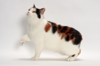 Picture of Tortoiseshell and White Manx cat, one leg up, side view