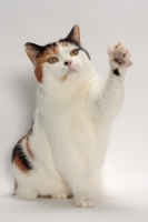 Picture of Tortoiseshell and White Manx cat, one paw up