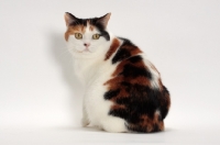 Picture of Tortoiseshell and White Manx cat, back view