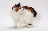 Picture of Tortoiseshell and White Manx cat, looking away
