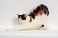 Picture of Tortoiseshell and White Manx cat, stretching