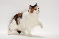 Picture of Tortoiseshell and White Manx cat