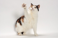 Picture of Tortoiseshell and White Manx cat, reaching up