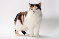 Picture of Tortoiseshell and White Manx cat