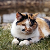 Picture of tortoiseshell and white non pedigree cat, a portrait