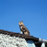 Picture of tortoiseshell and white non pedigree cat on a roof