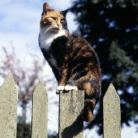 Picture of tortoiseshell and white non pedigree cat sitting on a fence post as a good look out