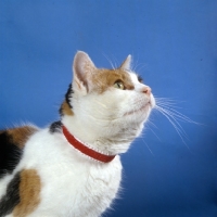 Picture of tortoiseshell and white non pedigree cat wearing a collar 