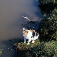 Picture of tortoiseshell and white non pedigree cat beside a pond