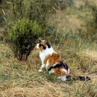 Picture of tortoiseshell and white non pedigree cat
