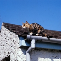 Picture of tortoiseshell and white non pedigree cat on a roof