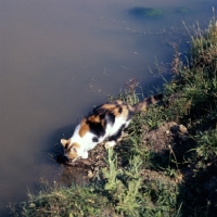 Picture of tortoiseshell and white non pedigree cat drinking at a pond