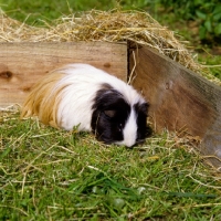 Picture of tortoiseshell and white peruvian guinea pig in a pen on grass