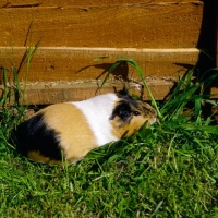 Picture of tortoiseshell and white short-haired pet guinea pig in pen on grass