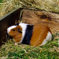 Picture of tortoiseshell and white short-haired guinea pig in pen on grass with hay