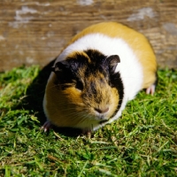Picture of tortoiseshell and white short-haired pet guinea pig in pen on grass
