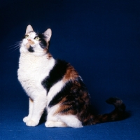 Picture of tortoiseshell and white short hair cat